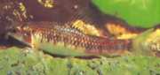 Characidium sp. C. purpuratum Charatidium sp. C. Purpratum