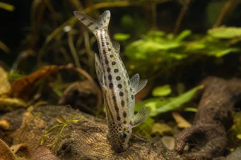 Chilodus punctatus (Vzhůru nohama)