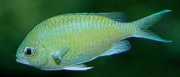 Chromis caerulea Zelený chromis