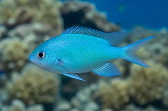 Chromis caerulea (Zelený chromis)