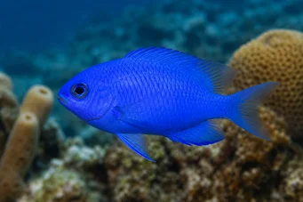 Chromis cyanea (Modrá mladá dáma)