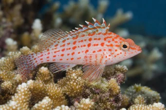 Cirrhitichthys oxycephalus (Jemně načechraný)