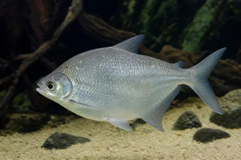 Citharinus citharus (Vysoko zády)