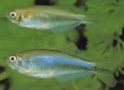 Coelurichthys microlepis Tetra Crutor s malými měřítky, Barberos