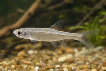 Coelurichthys microlepis (Tetra Crutor s malými měřítky, Barberos)