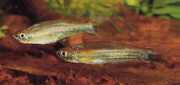 Coelurichthys tenuis Tetra držel, Tetra-Barberos