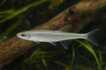 Coelurichthys tenuis (Tetra držel, Tetra-Barberos)
