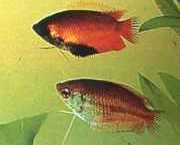 Colisa chuna Balíčky Chuna