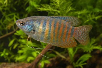 Colisa fasciata Obří balíček