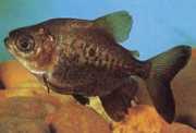 Colossoma macropomum Černý pacou, obří pacou, gamitana