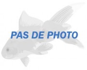 Copella arnoldi Characin Droser