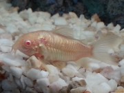 Corydoras aeneus albinos Corydoras albinos