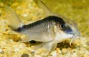 Corydoras arcuatus Kroušený Corydoras