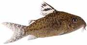 Corydoras elegans Ozbrojený Corydoras