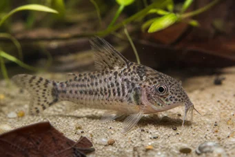 Corydoras garbei