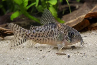 Corydoras latus (Corydoras s odrazem)