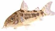 Corydoras paleatus Peprný