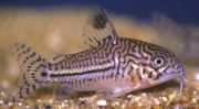 Corydoras trilineatus Tři -pásmo Corydoras