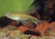 Corynopoma riisei Corynopoma Dwarf, meč tetra