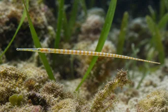 Corythoichthys flavofasciastus (Žlutá bandEfish ryba)