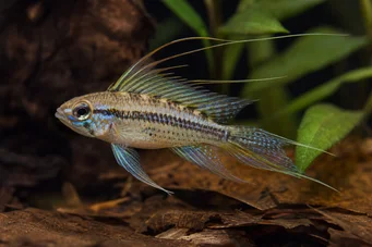 Crenicara filamentosa (Mřížka cichlid)