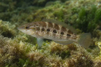 Crenilabrus quinquemaculatus Pět -pásmo