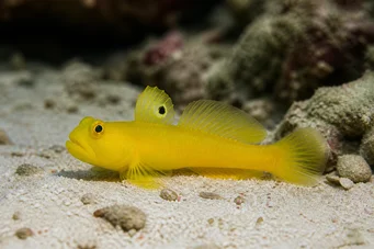 Cryptocentrus cinctus
