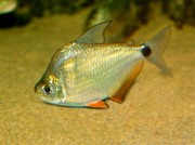 Ctenobrycon spilurus hauxwellianus Characin s vysokým zády
