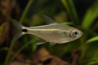 Ctenobrycon spilurus hauxwellianus (Characin s vysokým zády)