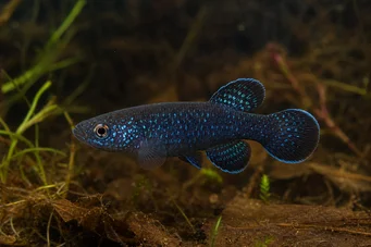 Cynolebias nigripinnis (Argentinská perla s černými ploutvemi)