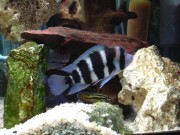Cyphotilapia frontosa blue zaire moba Frontiosa Blue Zaire MOBA