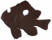 Dascyllus trimaculatus Tři místa