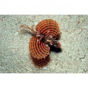 Dendrochirus brachypteru... Trpaslík