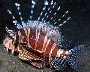 Dendrochirus zebra Skóre trpaslíků