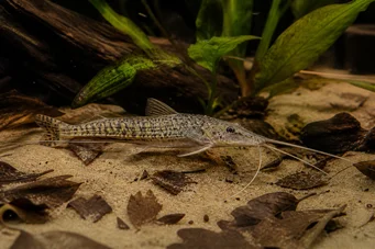Dianema longibarbis Osvé sumce