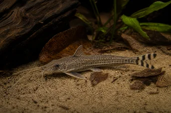 Dianema urostriata Pruhovaný