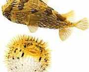 Diodon holocanthus Thorny Blower