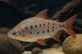 Distichodus decemmaculatus Trpast distichodus