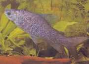 Distichodus notospilus Shade Distichness