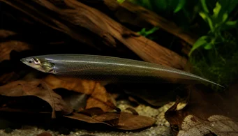 Eigenmannia virescens Skleněné ryby