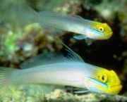 Eleotrides strigatus Hedvábné gobia modré ...