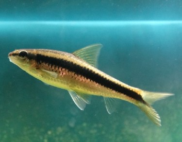 Epalzeorhynchus siamensi... Siamský volant liška, ...