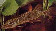 Esox lucius Evropa štika
