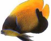 Euxiphipops navarchus Japonská událost