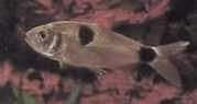 Exodon paradoxus Tetra-Tiger se dvěma místy