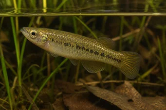 Fundulus chrysotus Killi se zlatými ušima
