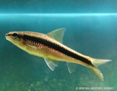 Garra cambodgiesis Pièrres lízán