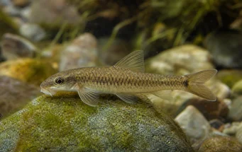 Garra cambodgiesis (Pièrres lízán)