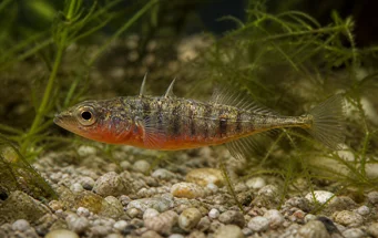 Gasterosteus aculeatus linne