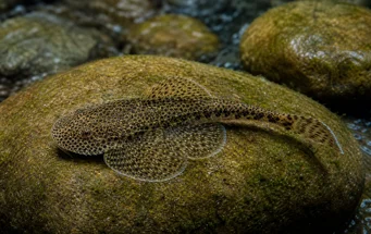 Gastromyzon punctulatus (Interpunkční loche)